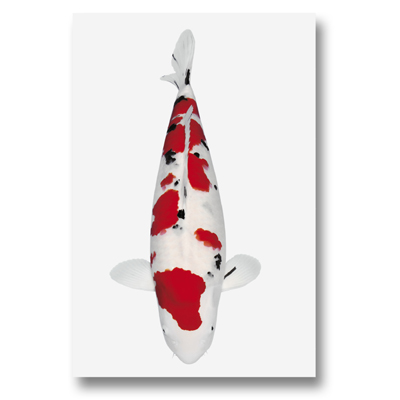 Koi-autosticker Sanke