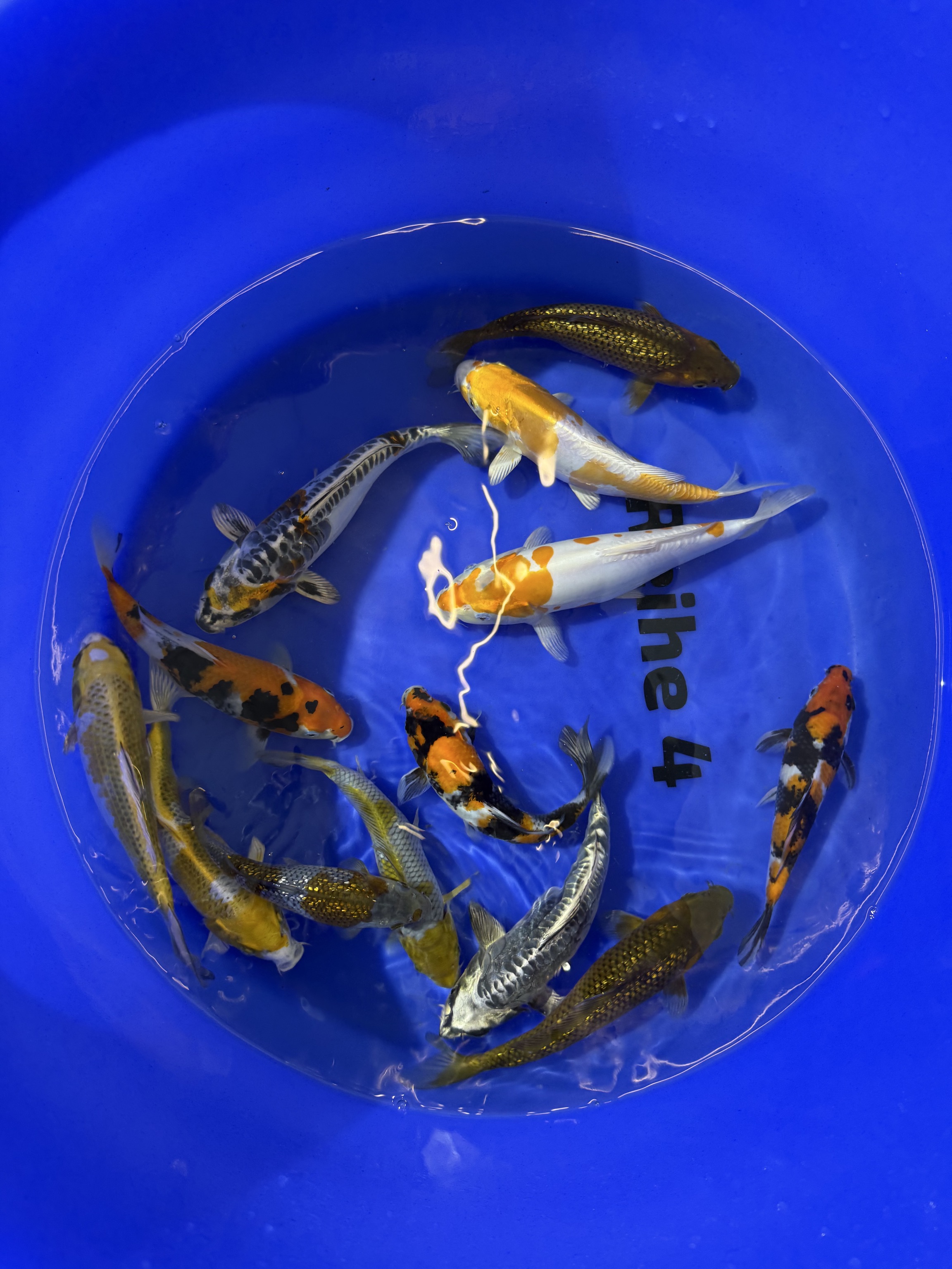 Tosai Mix 2025 (Takatatsu) R4-A