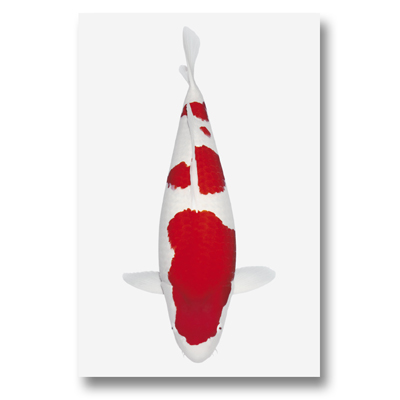 Koi-autosticker Kohaku