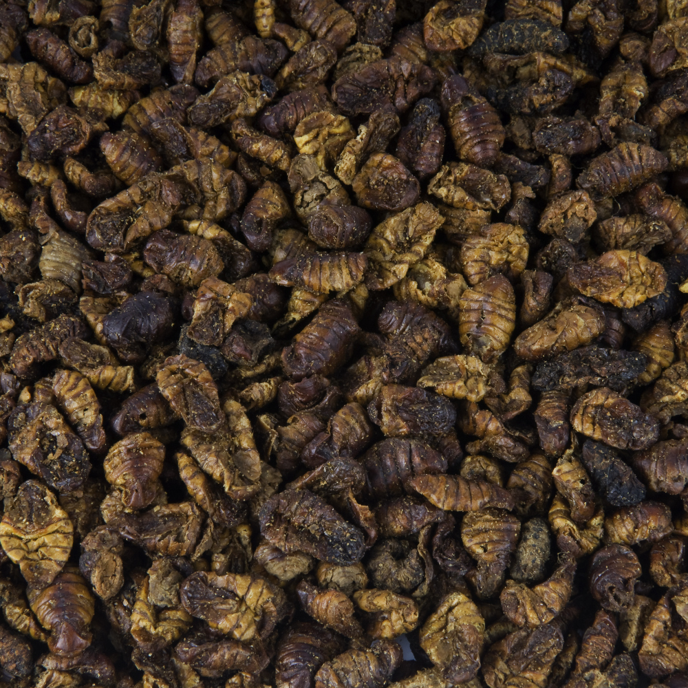 Zijderupsen Directe import