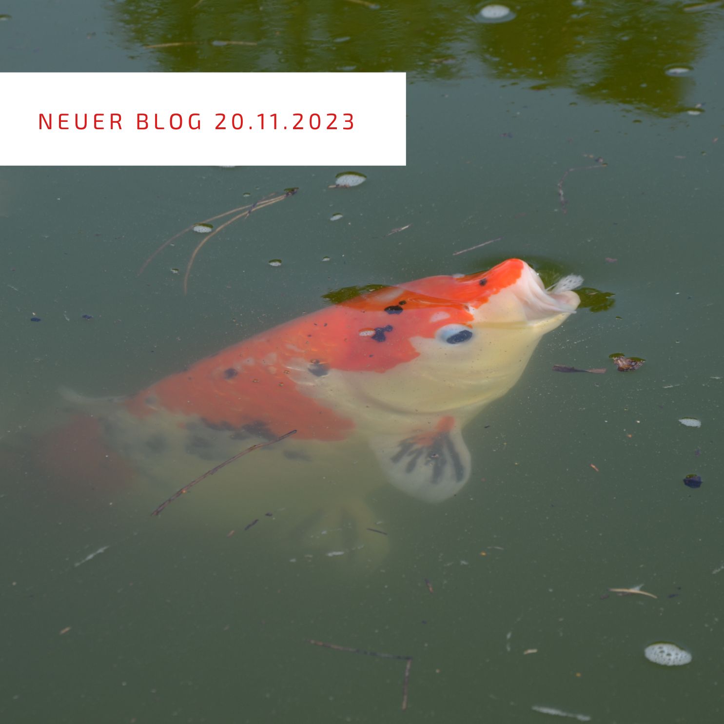 2023_11_20_Wenn der Teich im Winter trüb wird