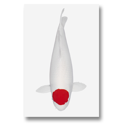 Koi-autosticker Tancho